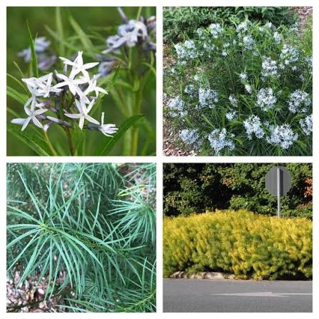 Threadleaf Bluestar - Amsonia hubrichtii