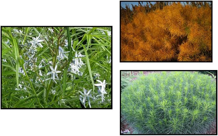 Threadleaf Bluestar - Amsonia hubrichtii
