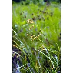 Awned Graceful Sedge (Davis' Sedge) - Carex davisii