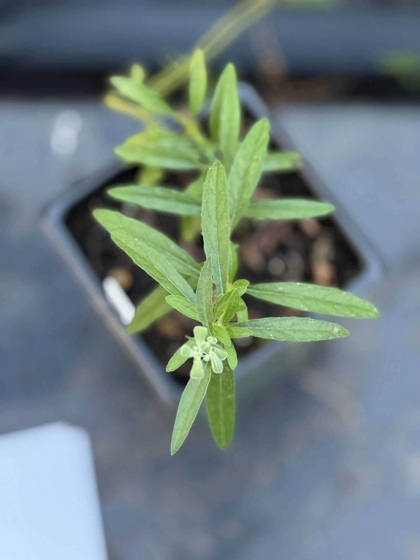 Azure Blue Sage - Salvia azurea