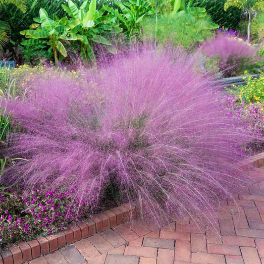 Pink Muhly Grass - Muhlenbergia capillaris