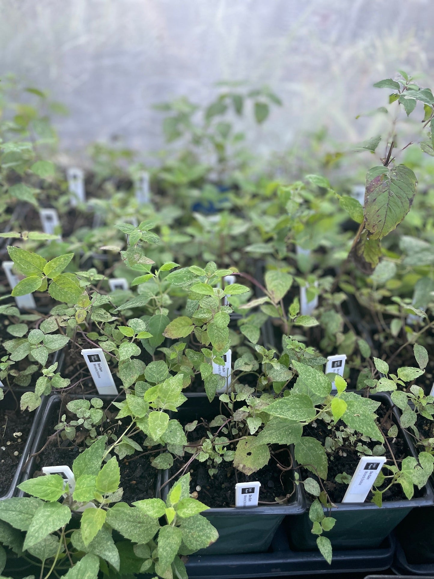 Bee Balm - Monarda fistulosa