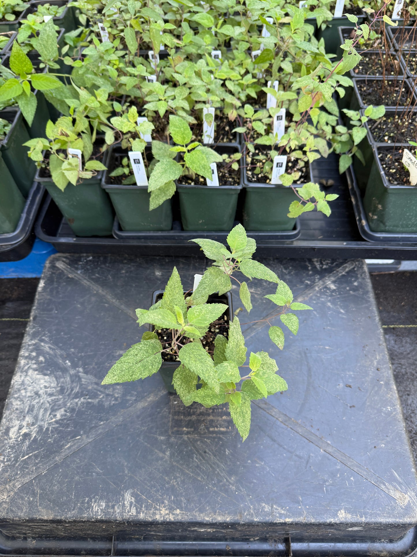 Bee Balm - Monarda fistulosa