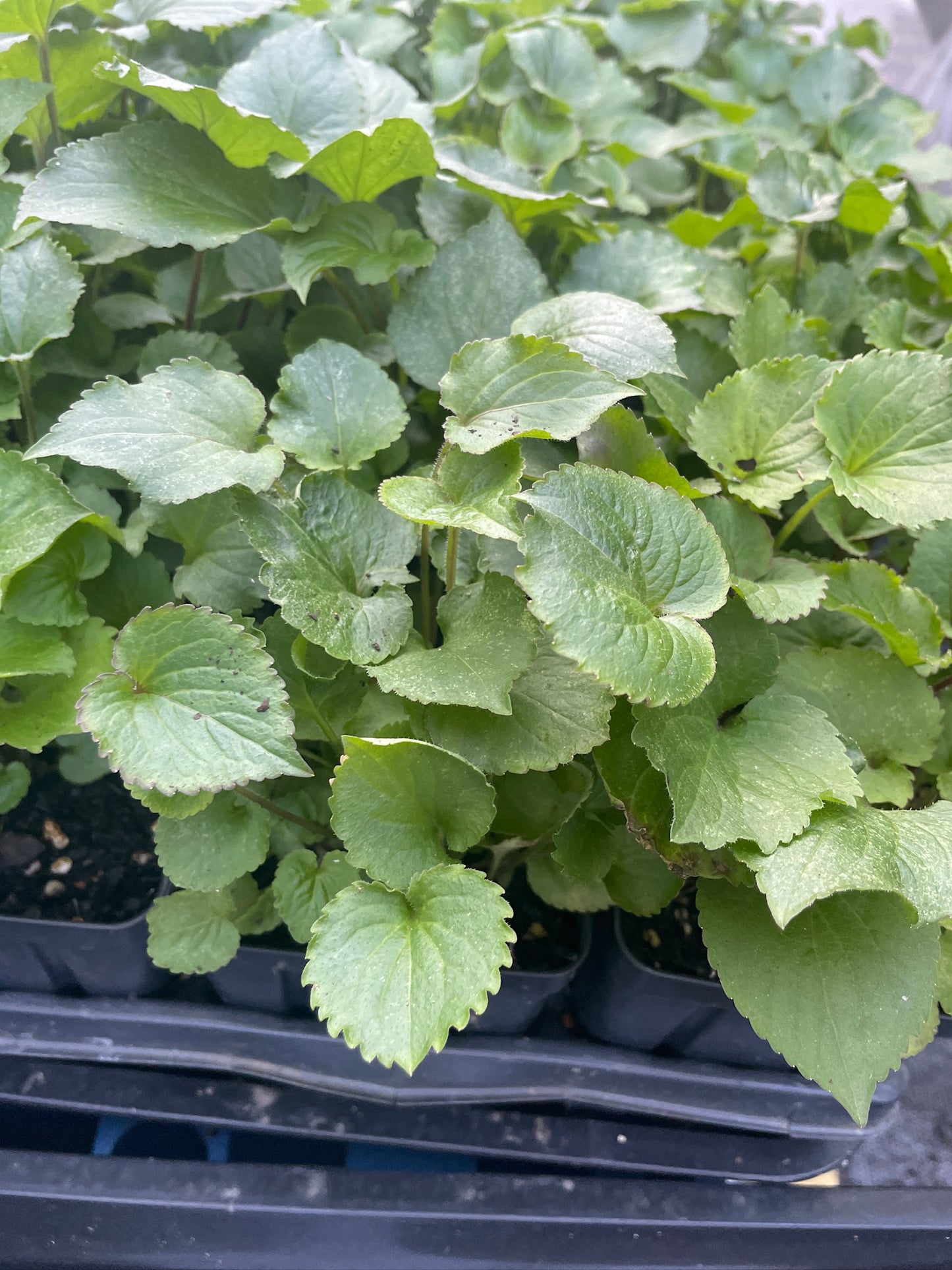 American Bellflower - Campanula americana