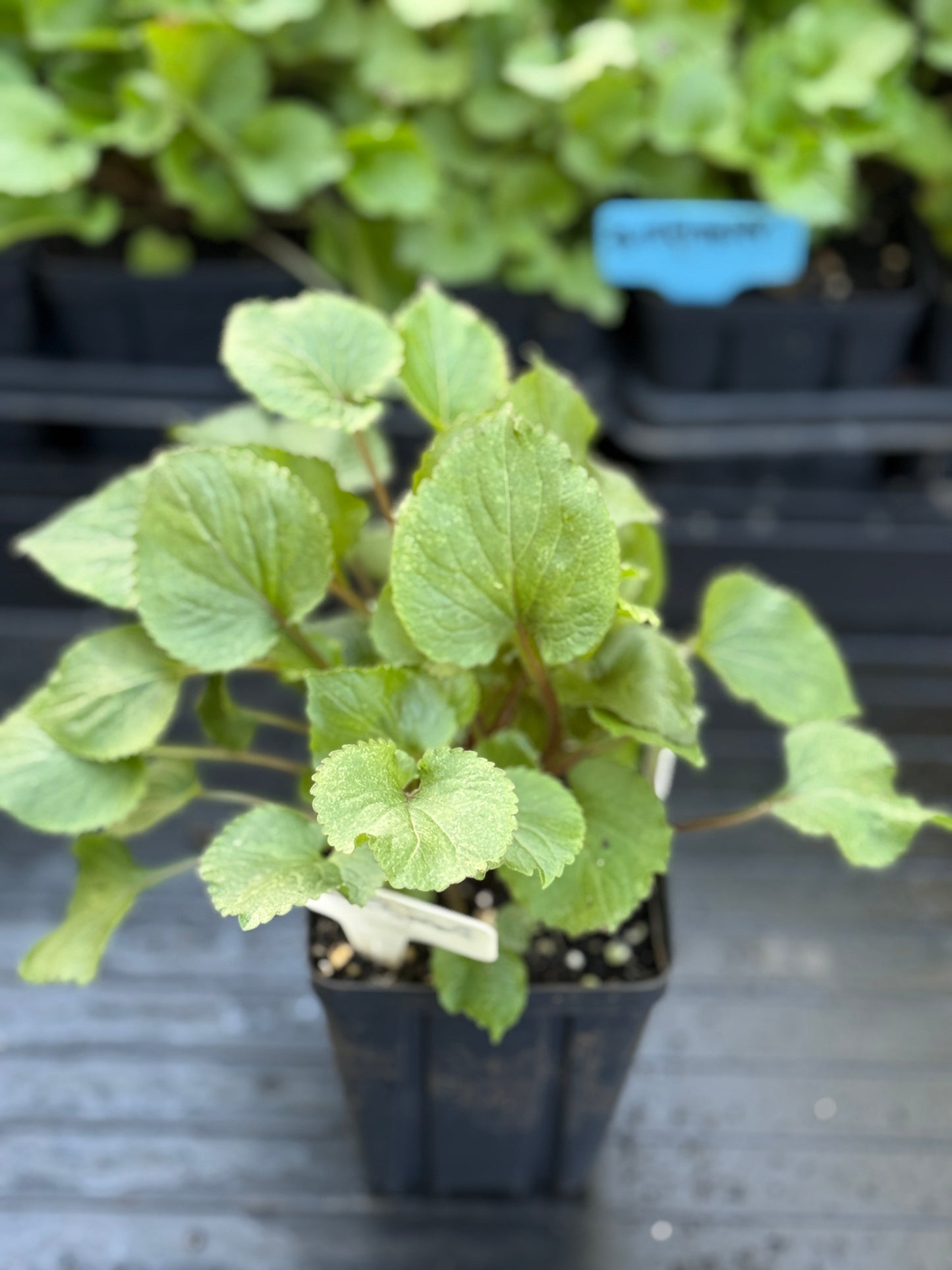 American Bellflower - Campanula americana