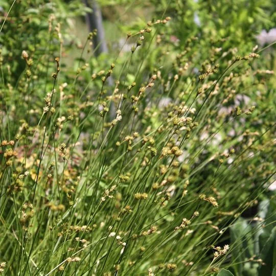 Bicknell’s/Prairie/Copper-Shouldered Oval Sedge - Carex bicknellii