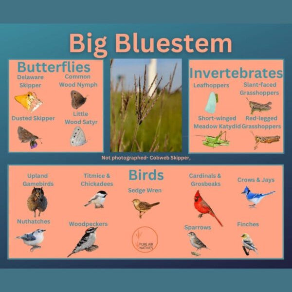 Big Bluestem Grass - Andropogon gerardii