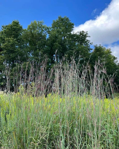 Big Bluestem Grass - Andropogon gerardii