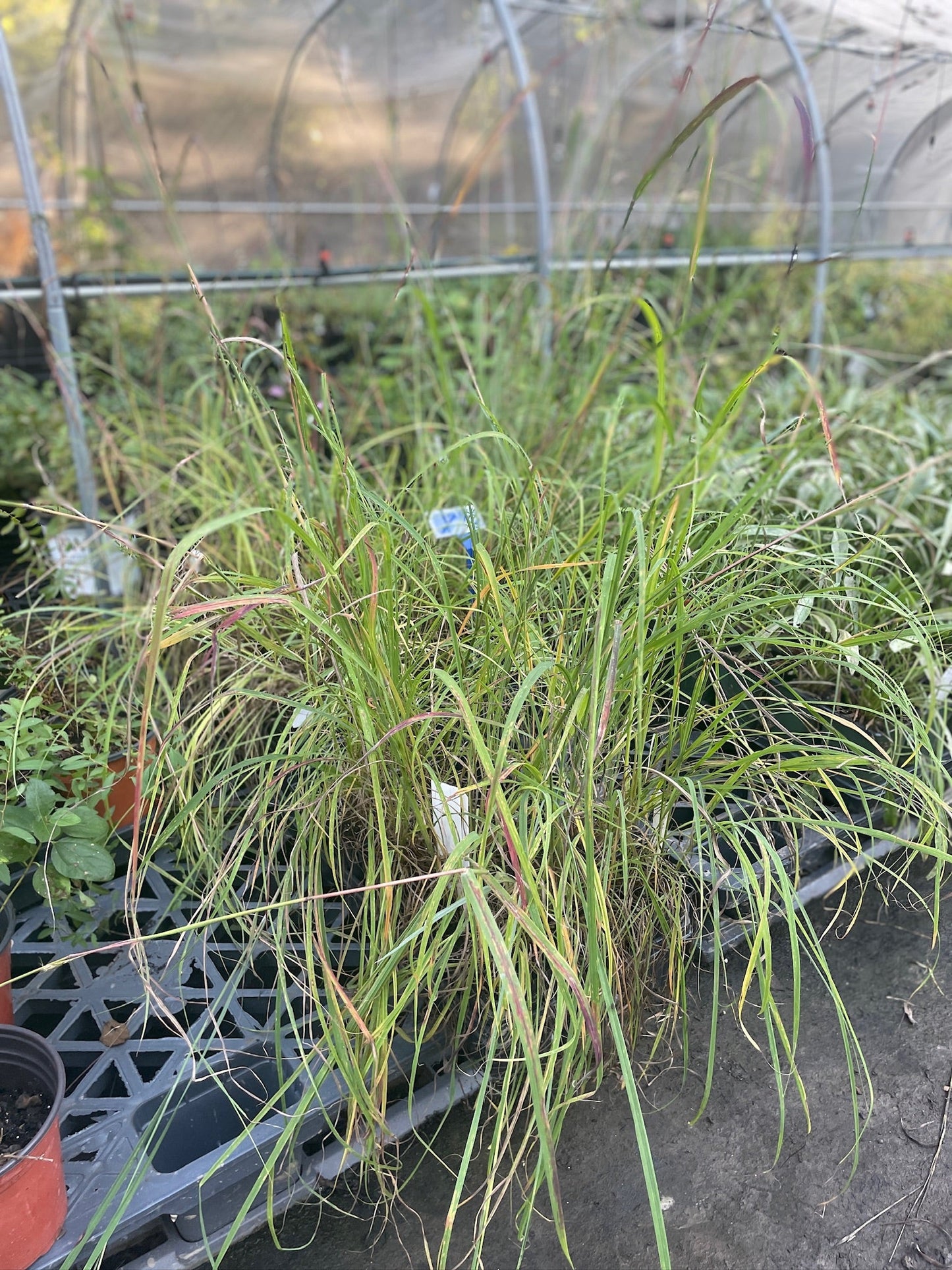 Big Bluestem Grass - Andropogon gerardi