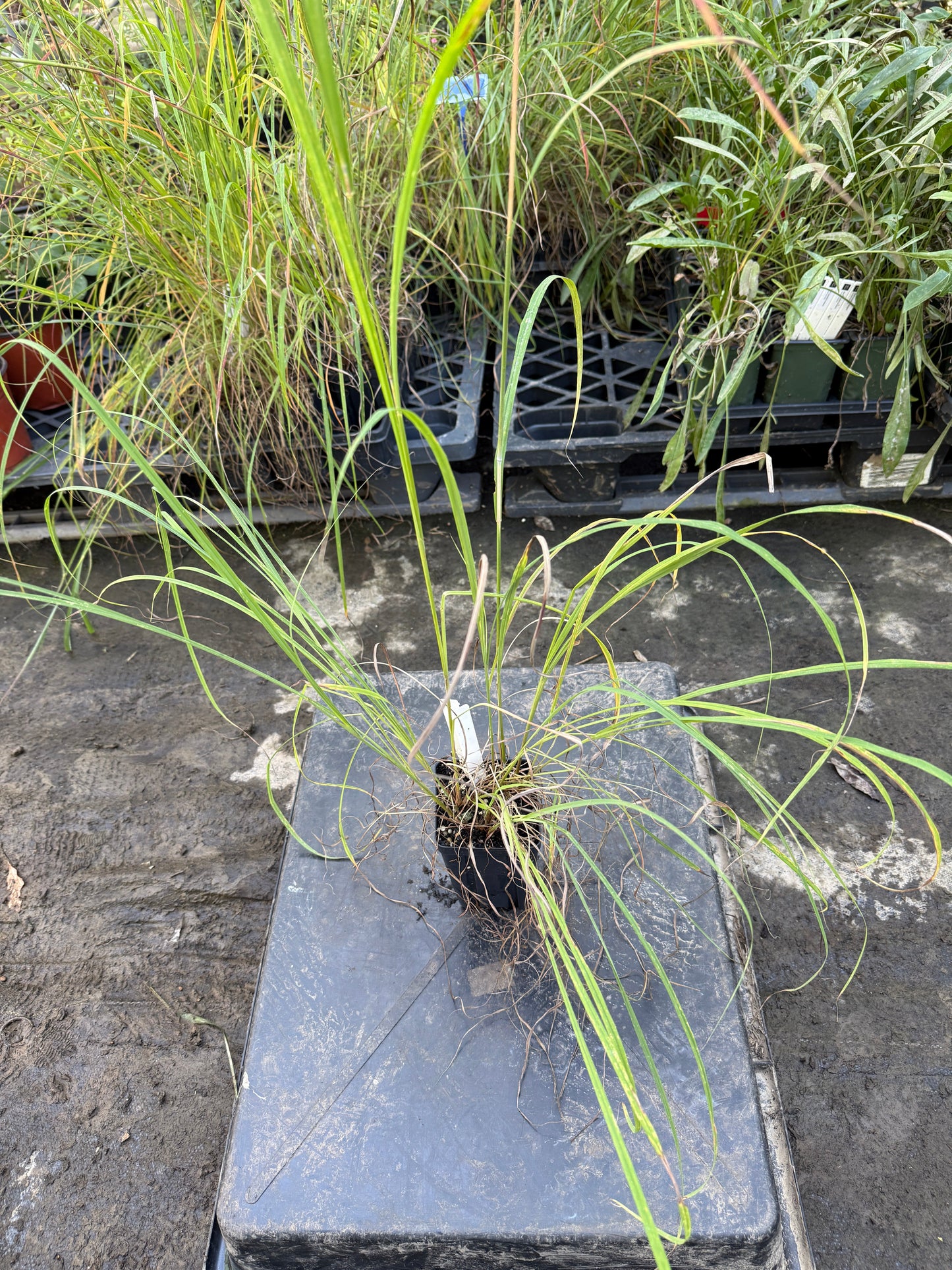 Big Bluestem Grass - Andropogon gerardi