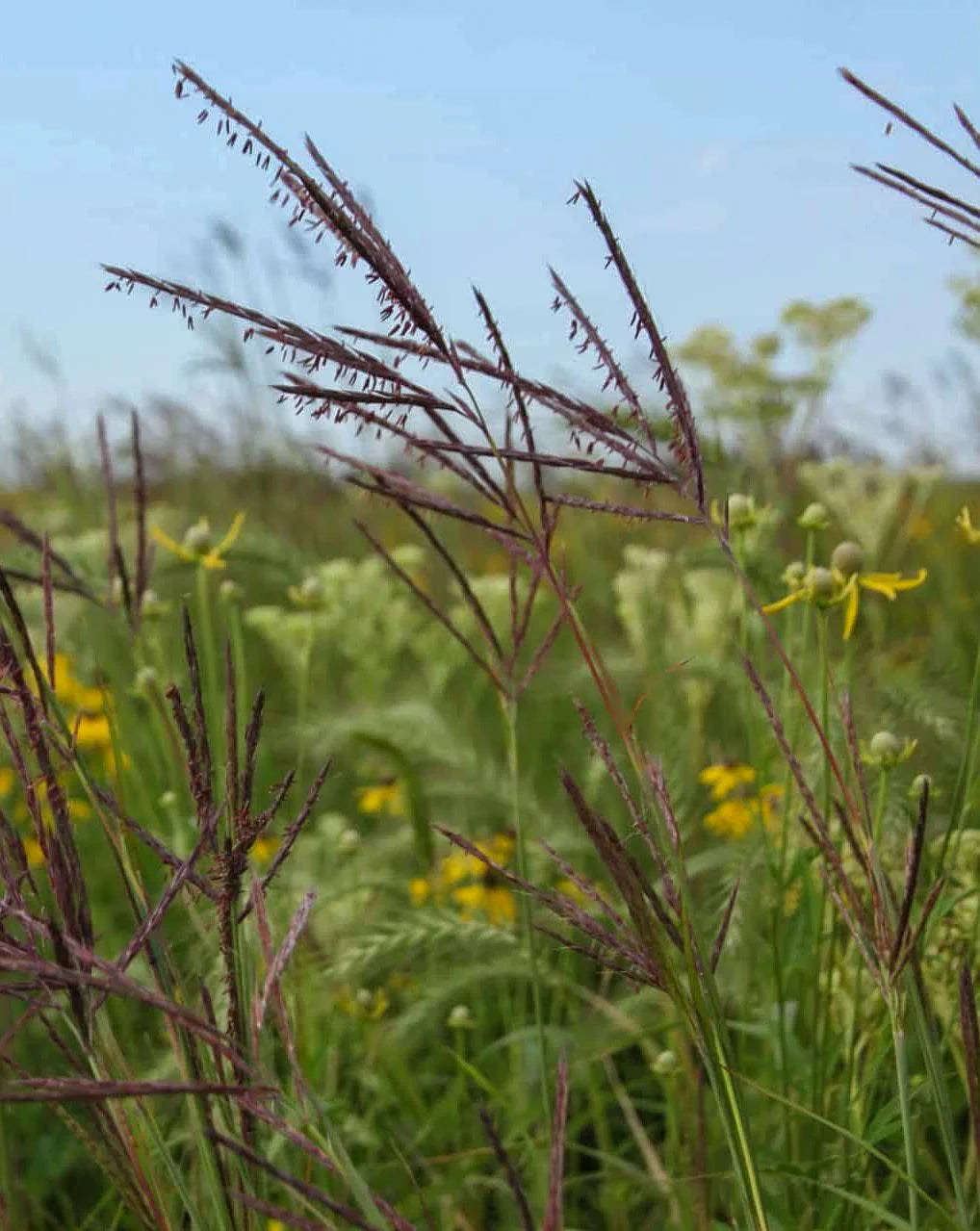 Big Bluestem Grass - Andropogon gerardii