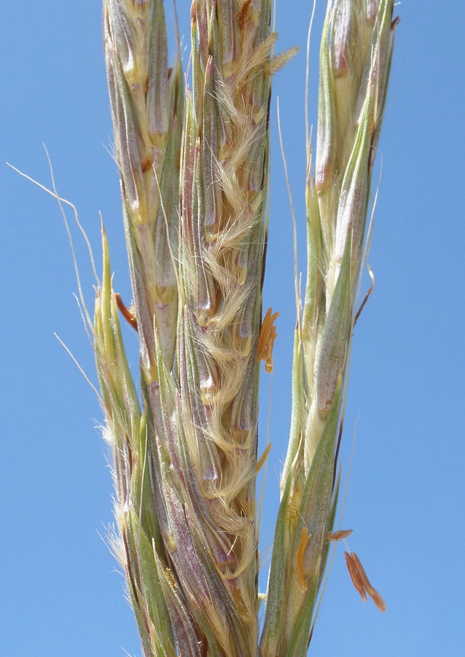 Big Bluestem Grass - Andropogon gerardii