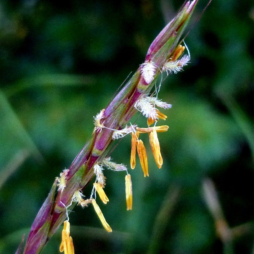Big Bluestem Grass - Andropogon gerardii