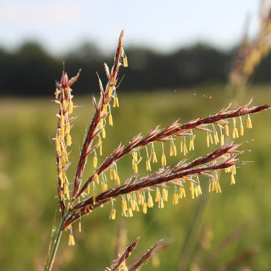 Big Bluestem Grass - Andropogon gerardii