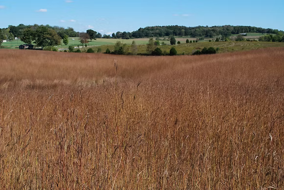 Big Bluestem Grass - Andropogon gerardii