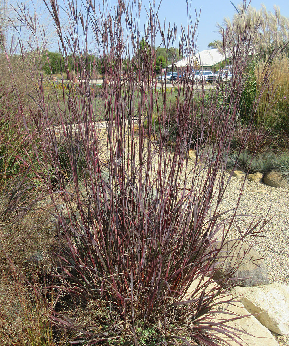Big Bluestem Grass - Andropogon gerardii