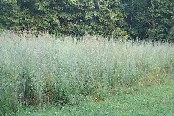 Big Bluestem Grass - Andropogon gerardii