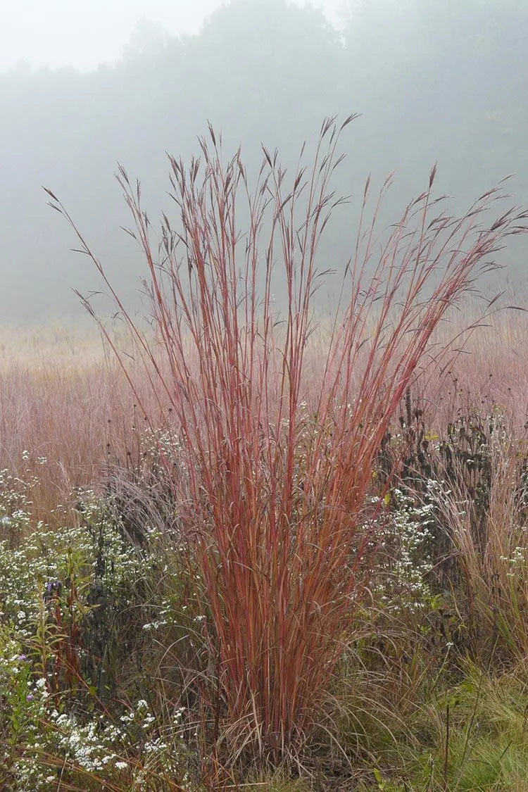 Big Bluestem Grass - Andropogon gerardii