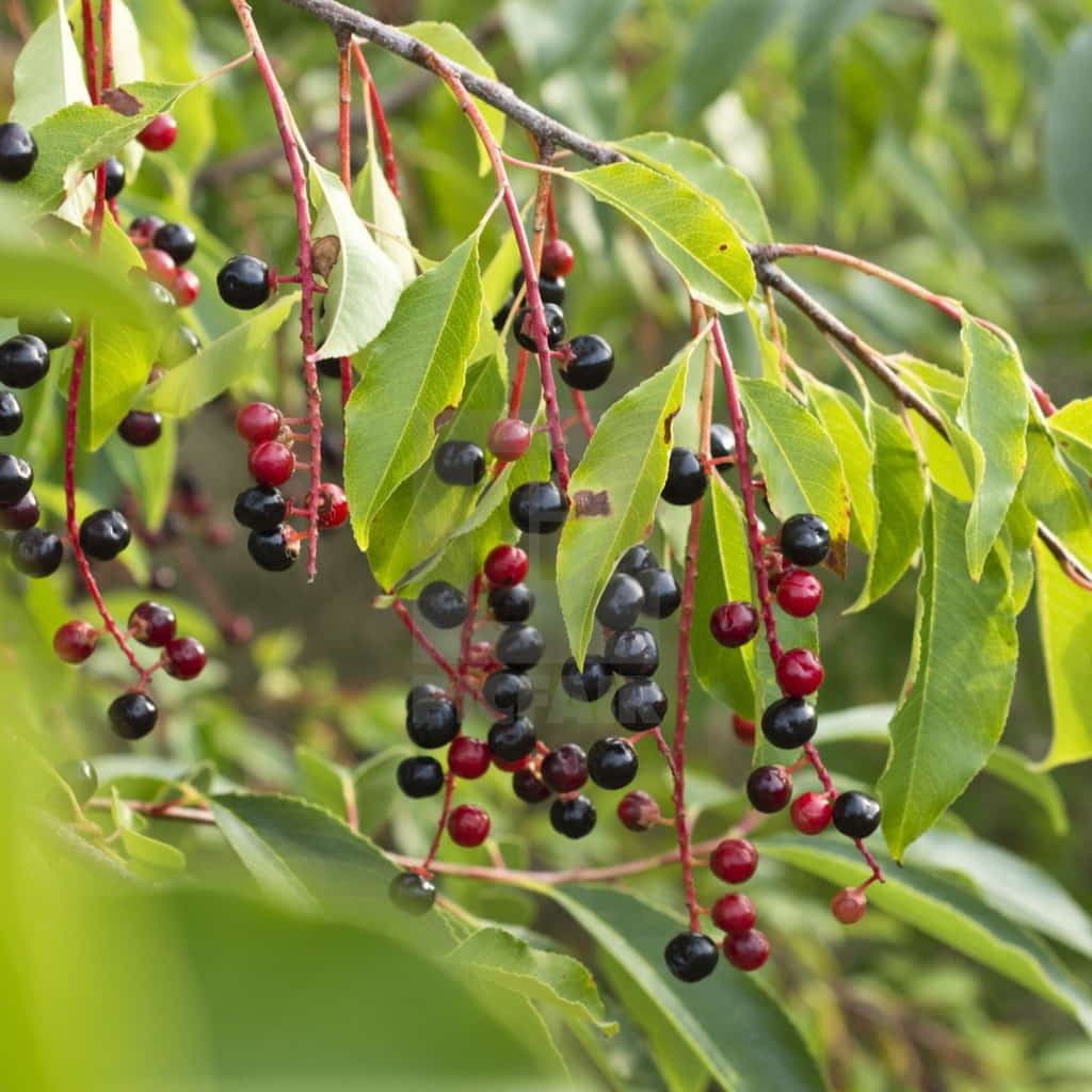 Black Cherry Tree - Prunus serotina