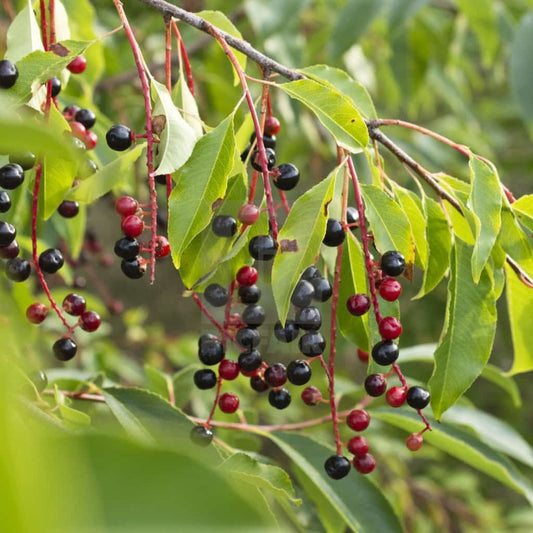 Black Cherry Tree - Prunus serotina