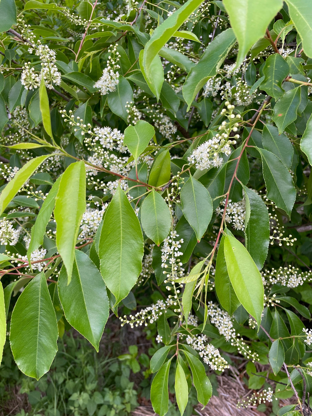 Black Cherry Tree - Prunus serotina