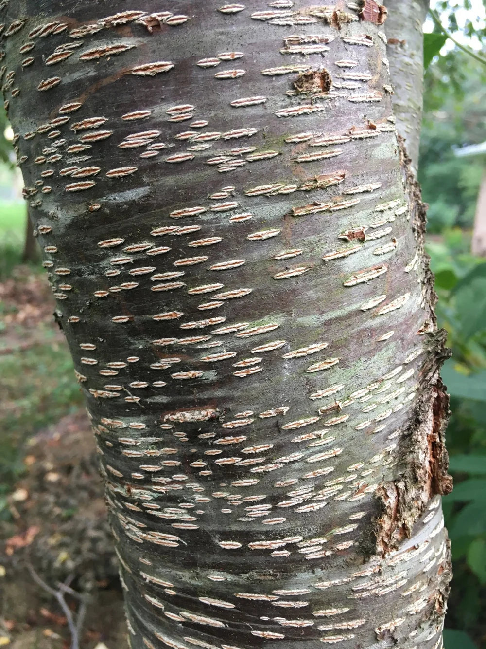 Black Cherry Tree - Prunus serotina