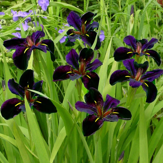 'Black Gamecock' Louisiana Swamp Iris - Iris 'Black Gamecock'
