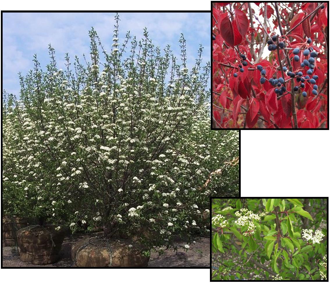 Blackhaw Viburnum - Viburnum Prunifolium