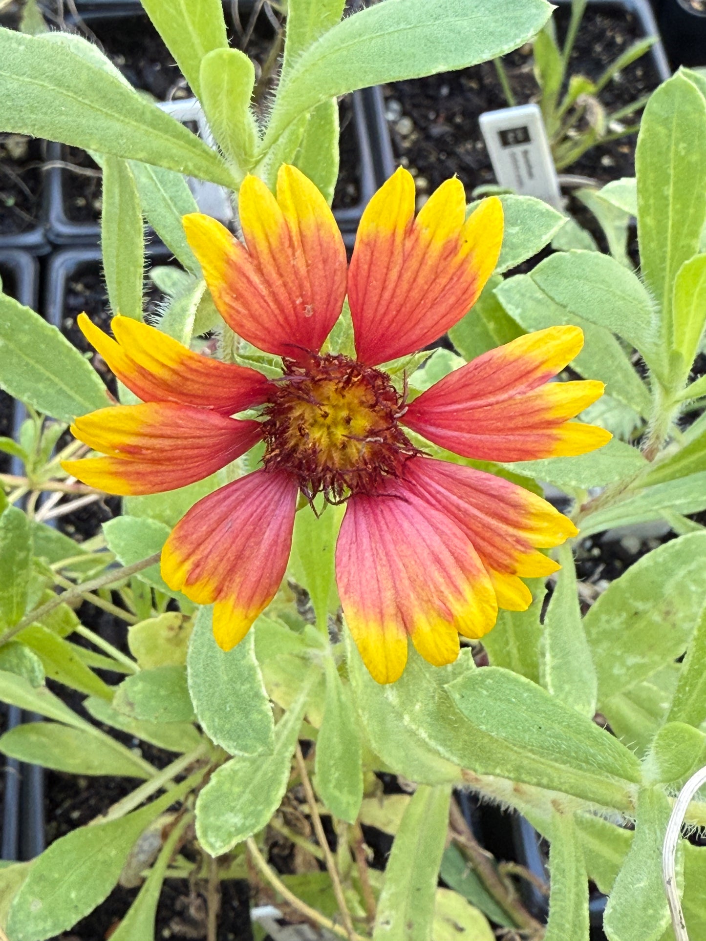 Blanketflower - Gaillardia aristata