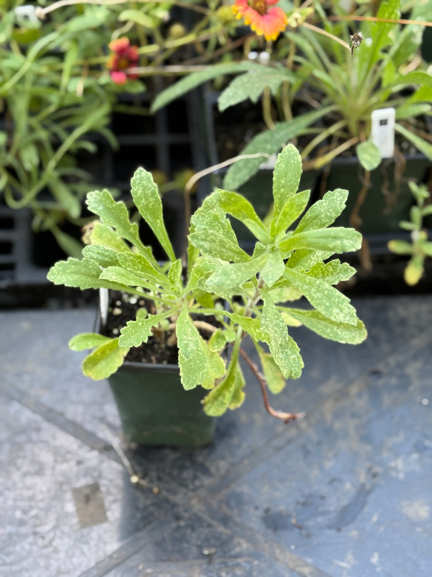 Blanketflower - Gaillardia aristata