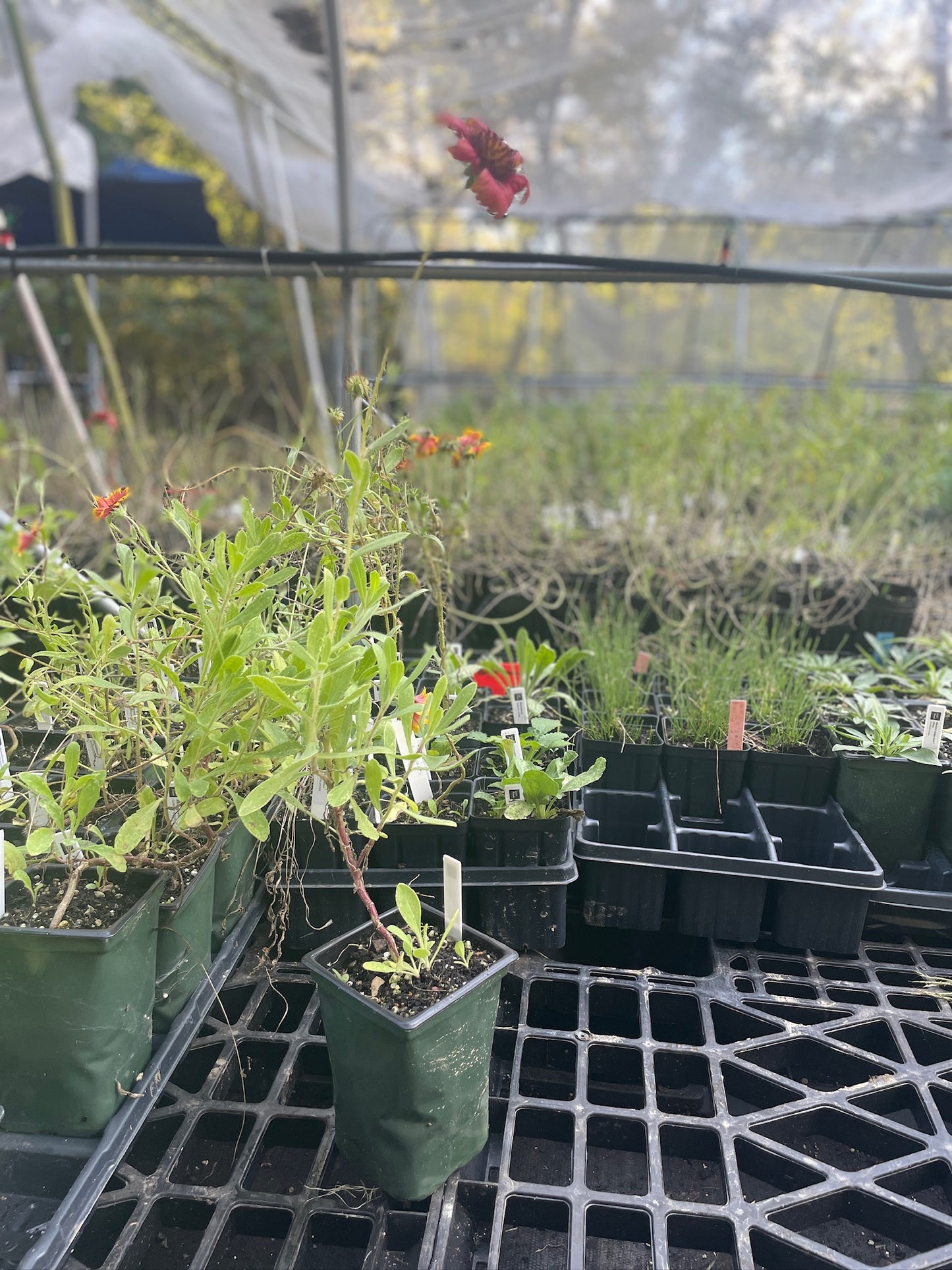Blanketflower - Gaillardia aristata