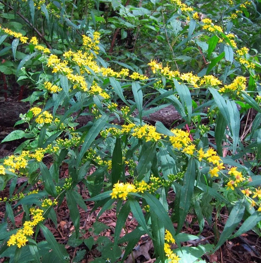 Blue-Stemmed Goldenrod - Solidago caesia
