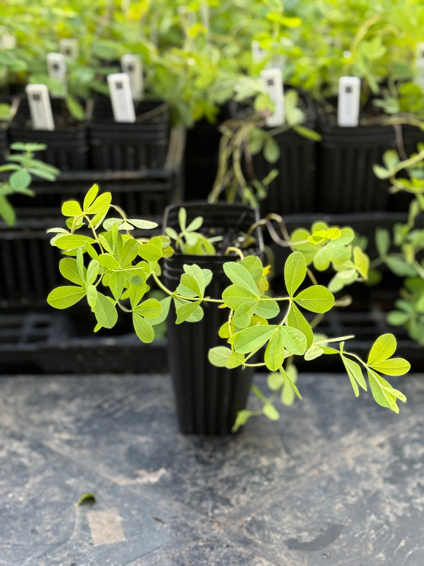 Blue False Indigo - Baptisia australis