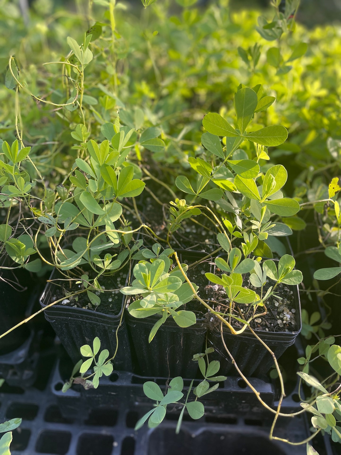 Blue False Indigo - Baptisia australis