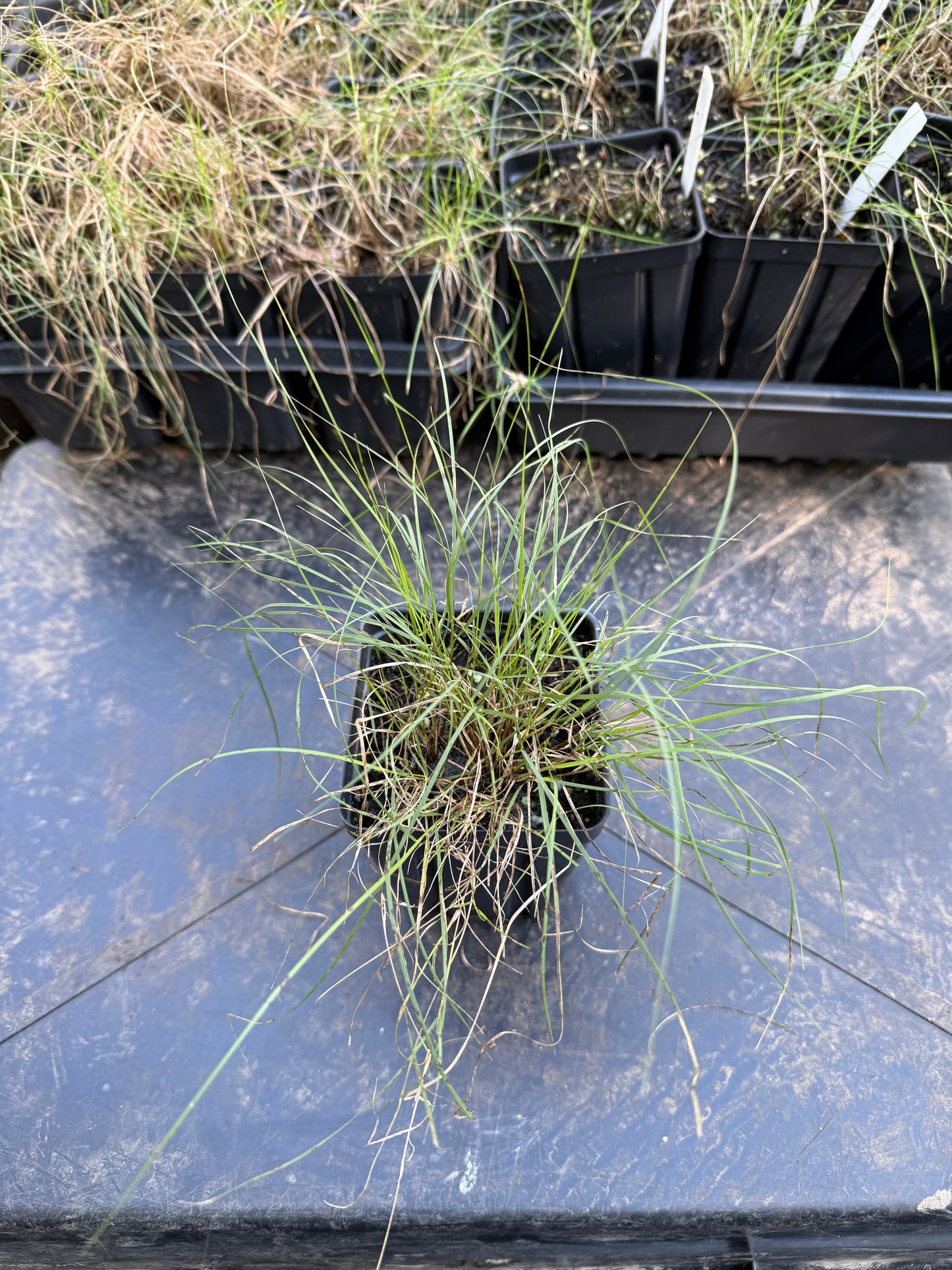 Blue Grama Grass - Bouteloua gracilis