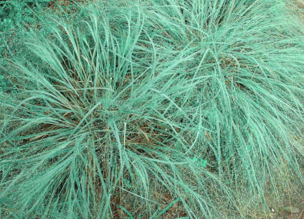 Blue Eros’ Love Grass - Eragrostis elliotii 'Blue Eros'