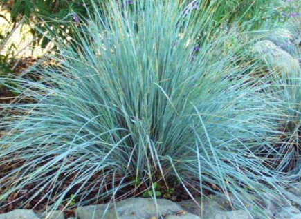 Blue Eros’ Love Grass - Eragrostis elliotii 'Blue Eros'