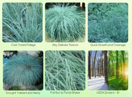 Blue Eros’ Love Grass - Eragrostis elliotii 'Blue Eros'