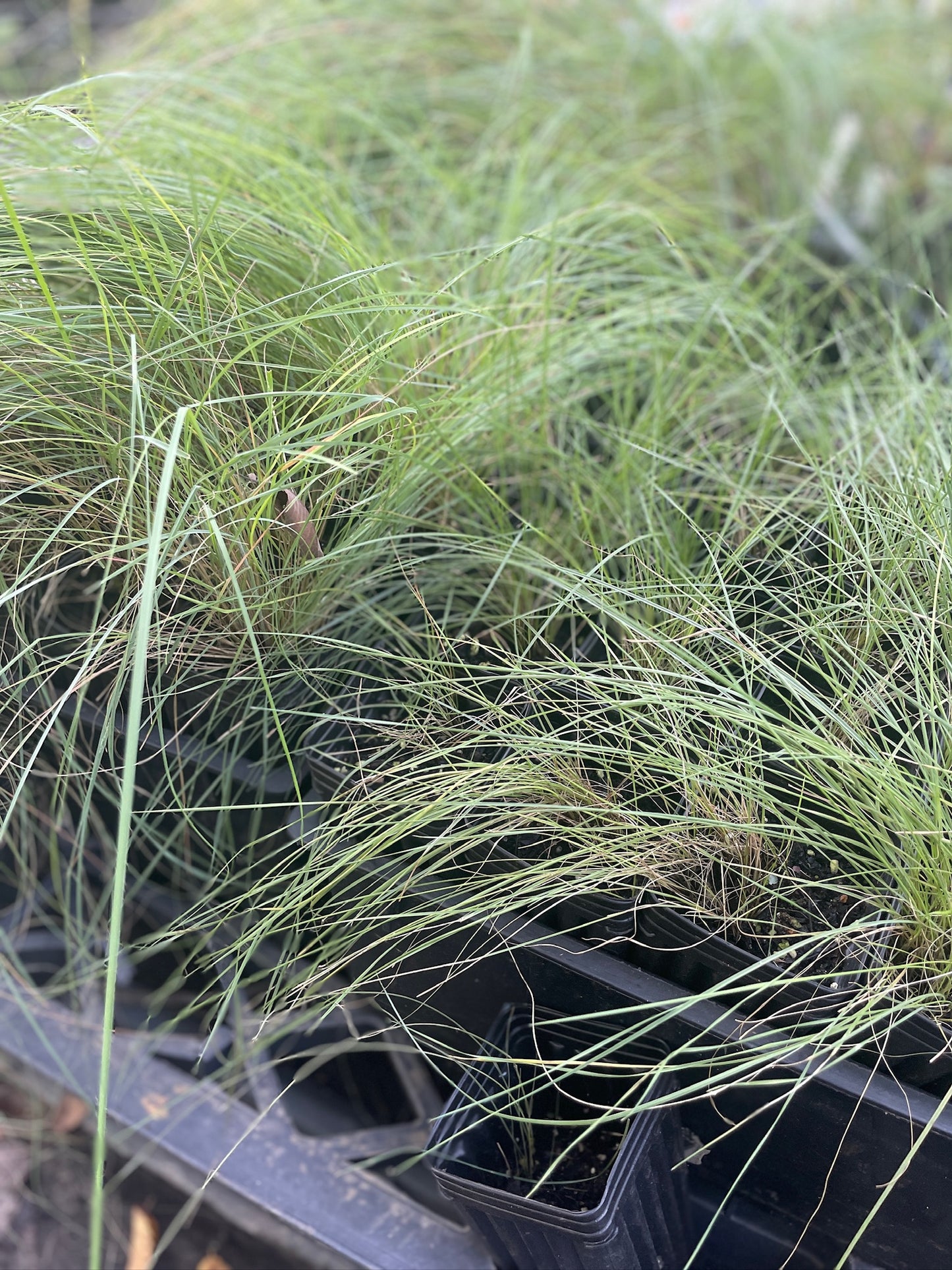 Blue Eros’ Love Grass - Eragrostis elliotii 'Blue Eros'
