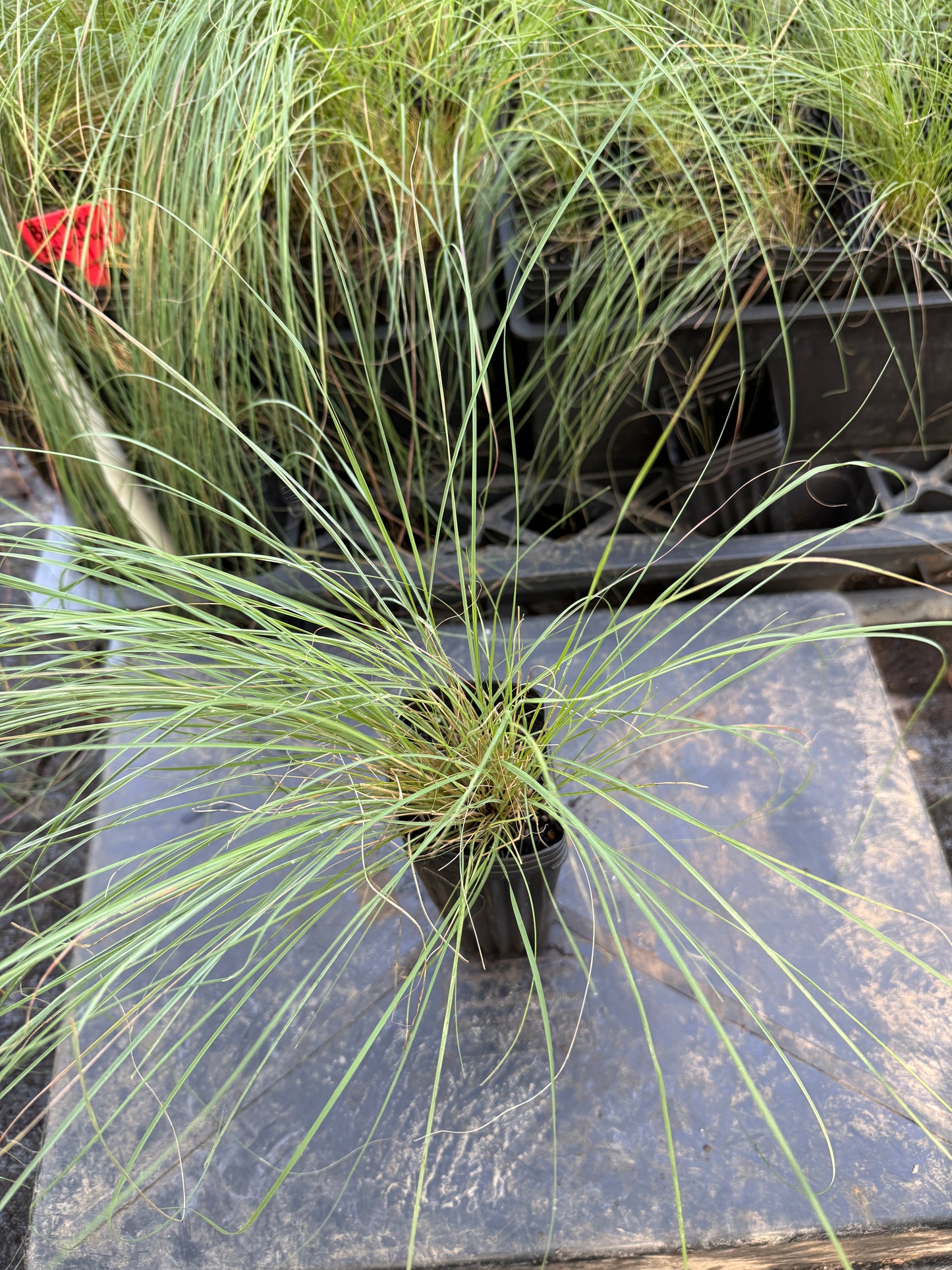 Blue Eros’ Love Grass - Eragrostis elliotii 'Blue Eros'