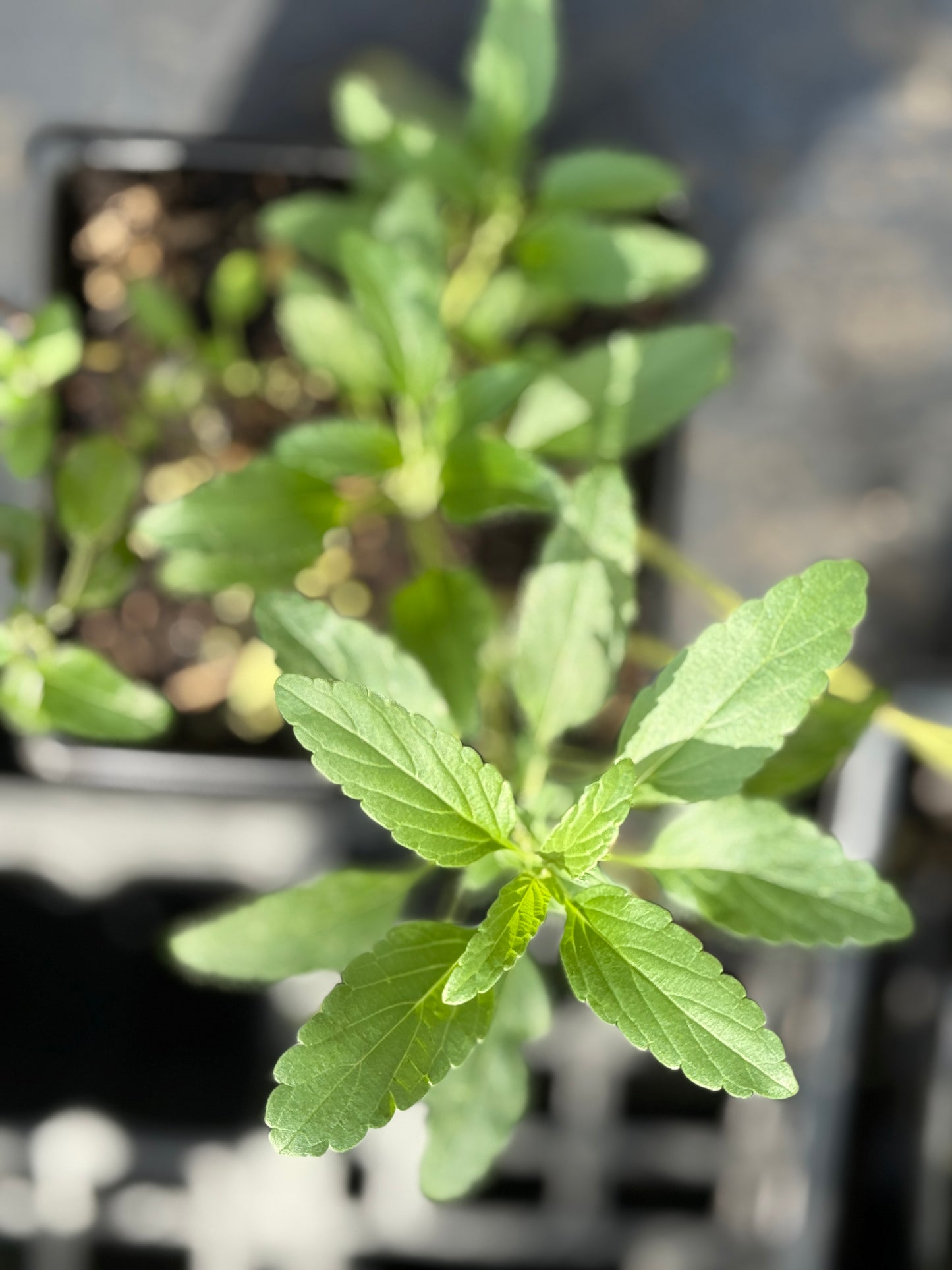 Blue Mealy Sage - Salvia farinacea