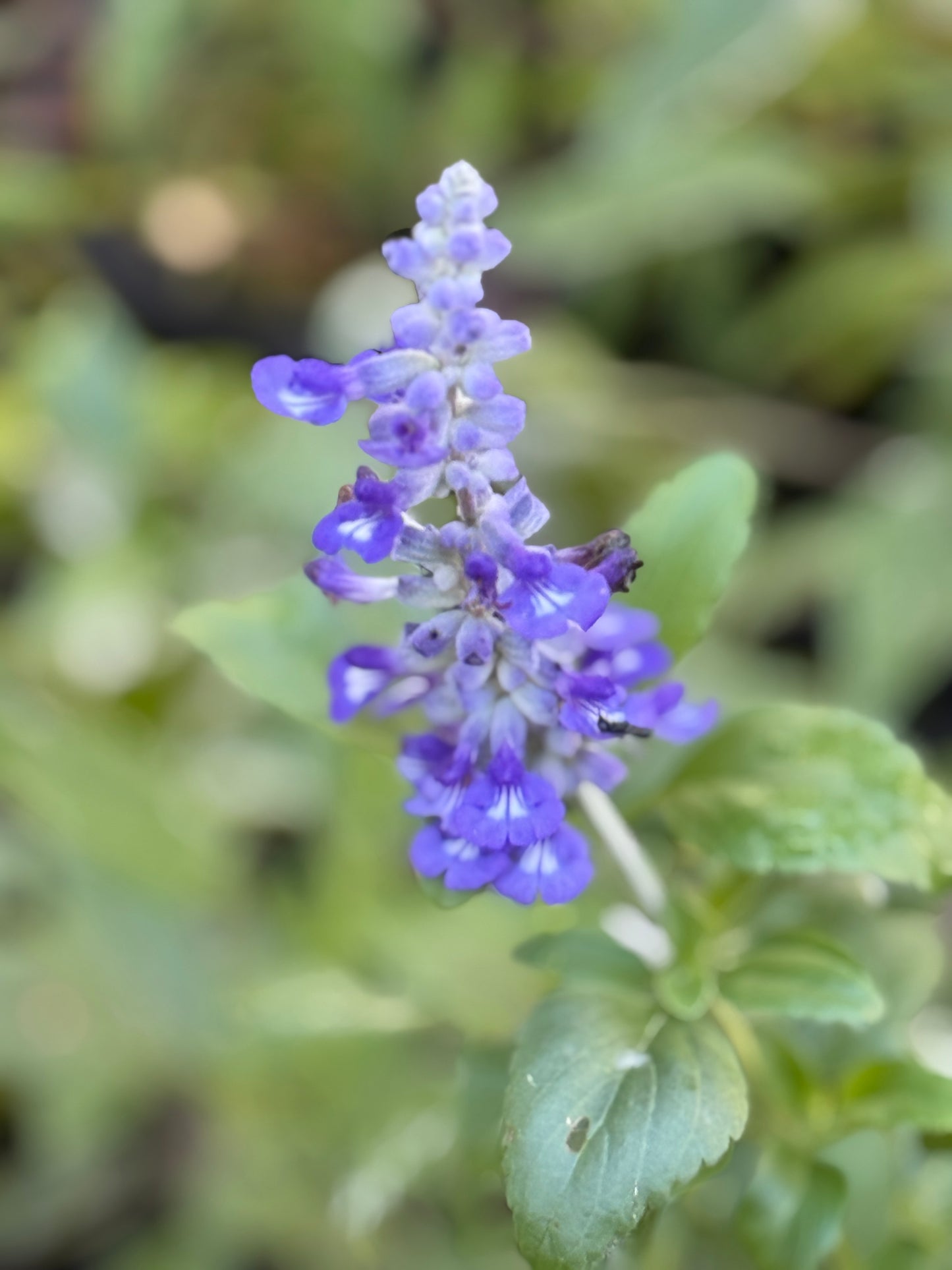 Blue Mealy Sage - Salvia farinacea