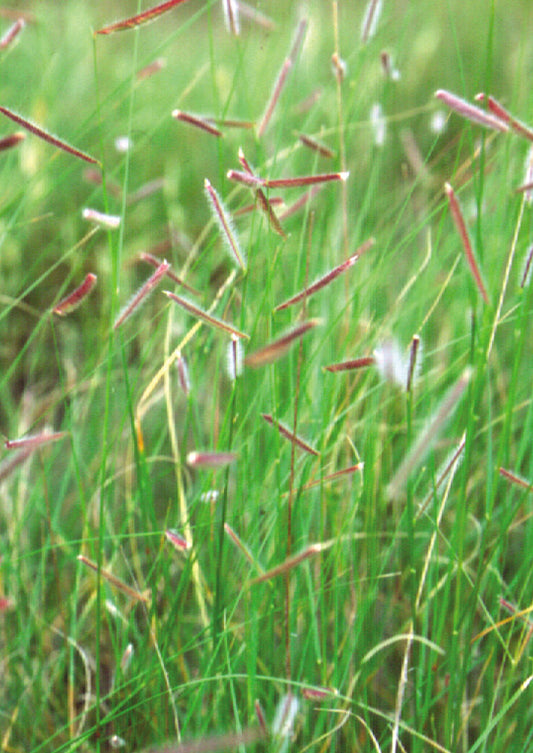 Blue Grama Grass - Bouteloua gracilis