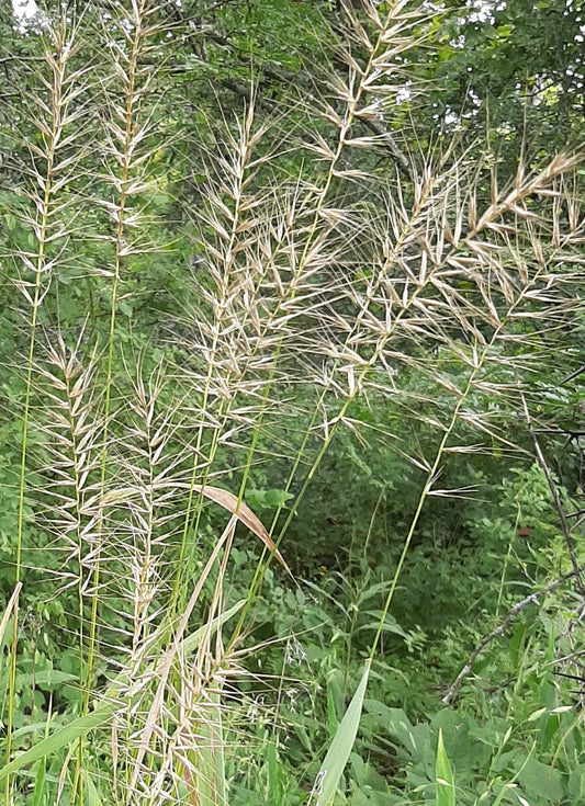 Bottlebrush Grass - Elymus hystrix