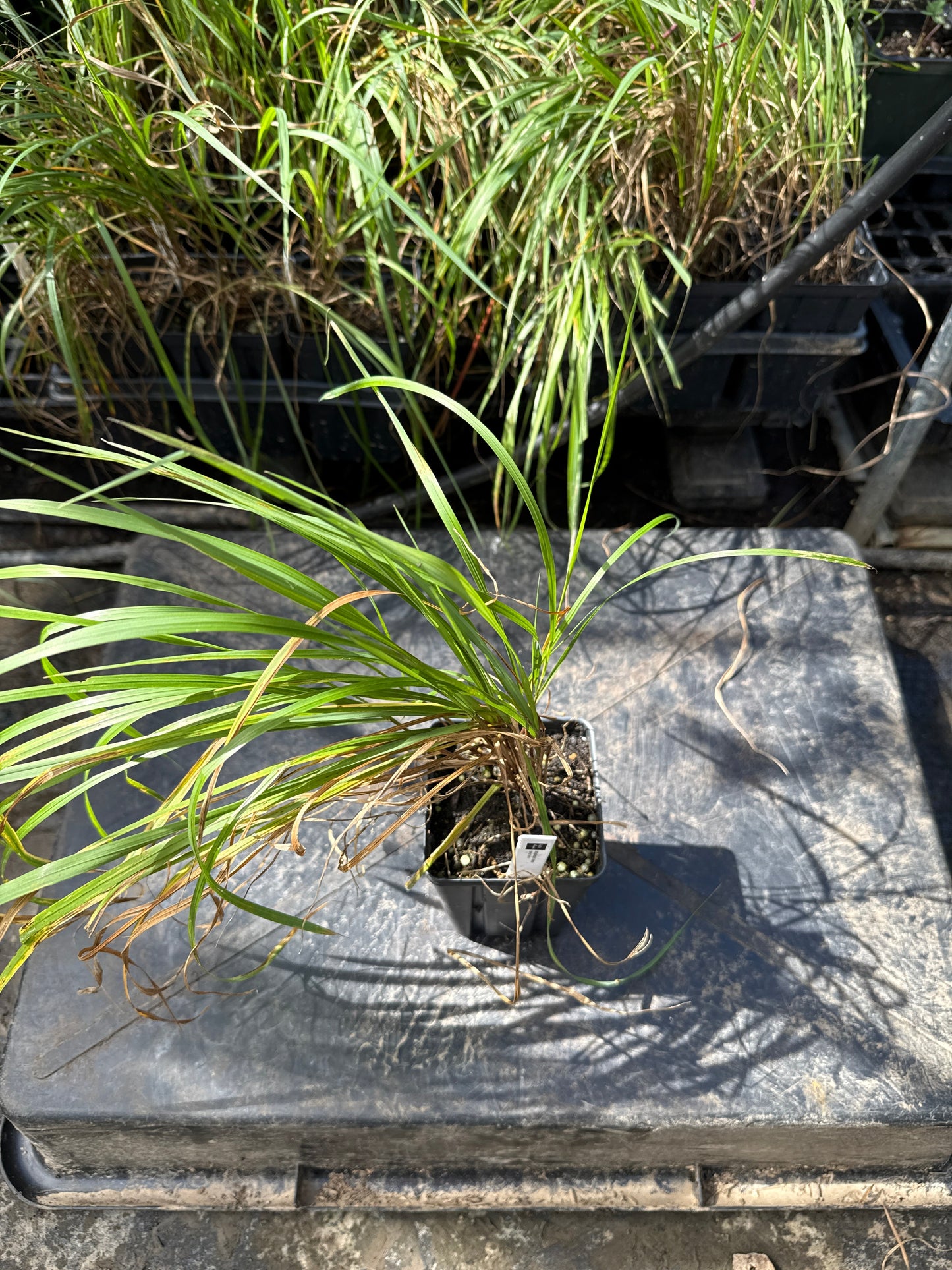 Bottlebrush Grass - Elymus hystrix
