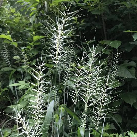 Bottlebrush Grass - Elymus hystrix