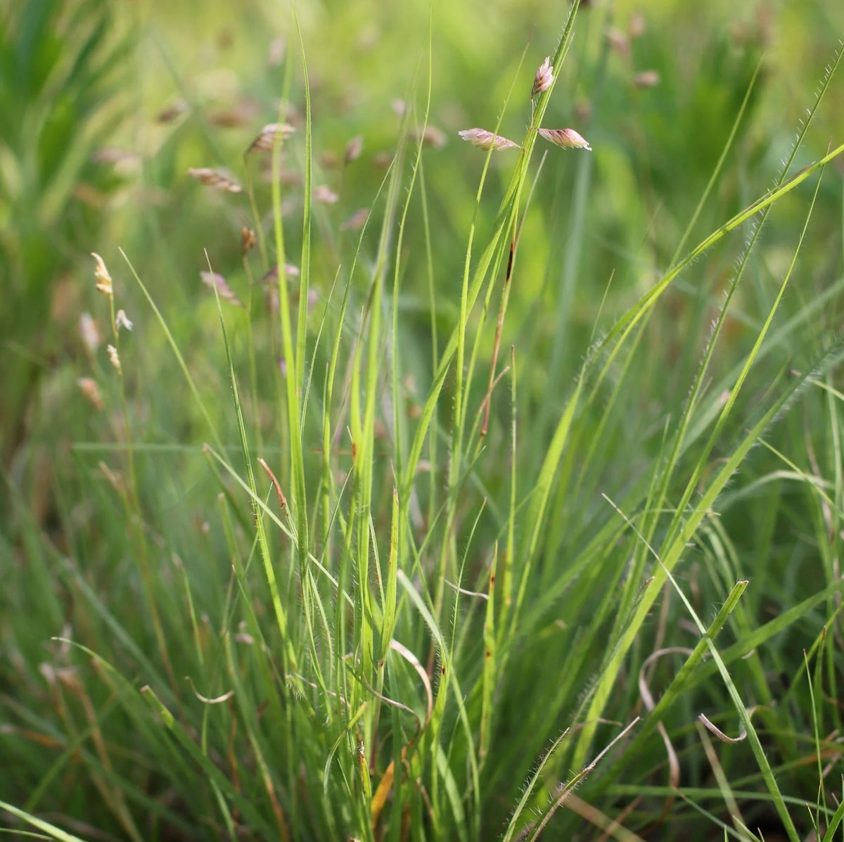 Buffalo Grass - Bouteloua dactyloides