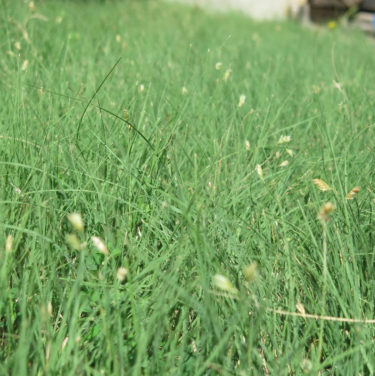 Buffalo Grass - Bouteloua dactyloides