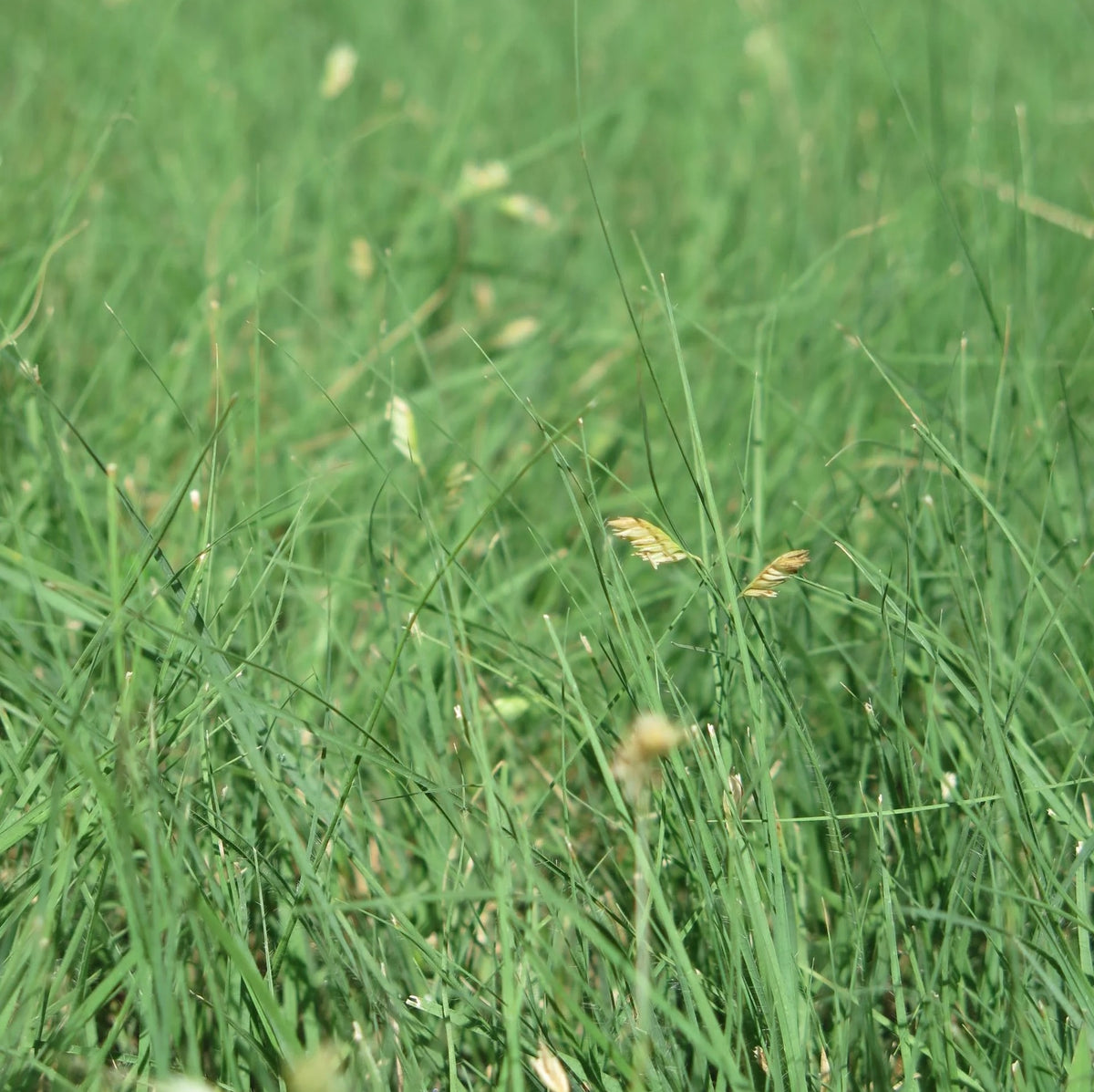 Buffalo Grass - Bouteloua dactyloides