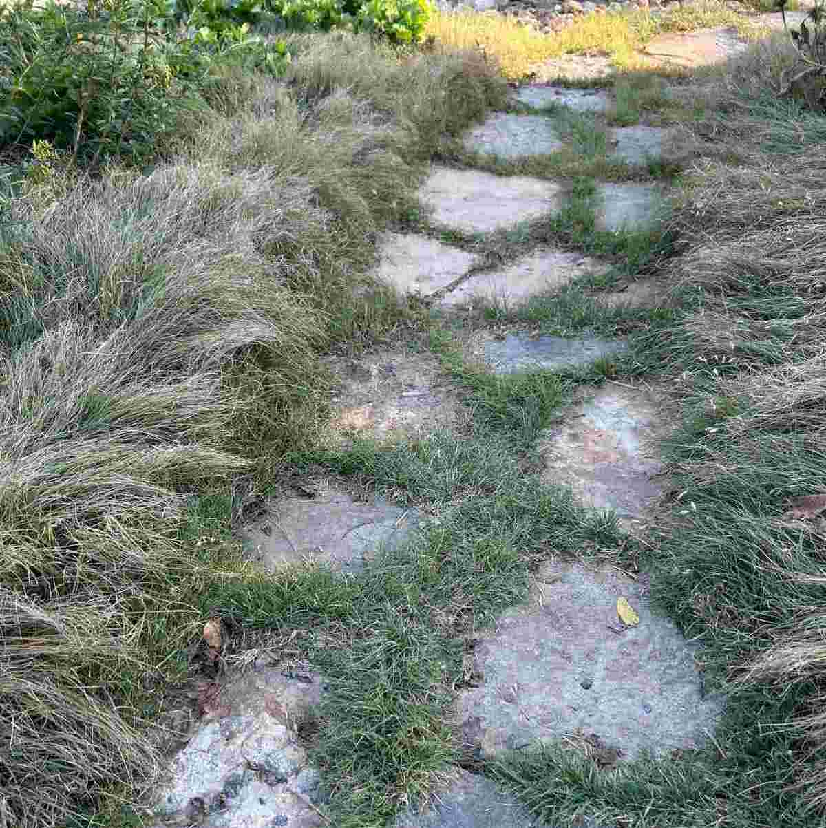 Buffalo Grass - Bouteloua dactyloides